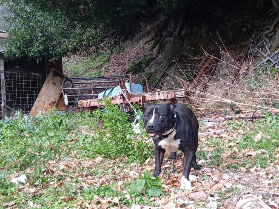 Adotta il cane Ozzy e la sua assurda storia a Alessandria