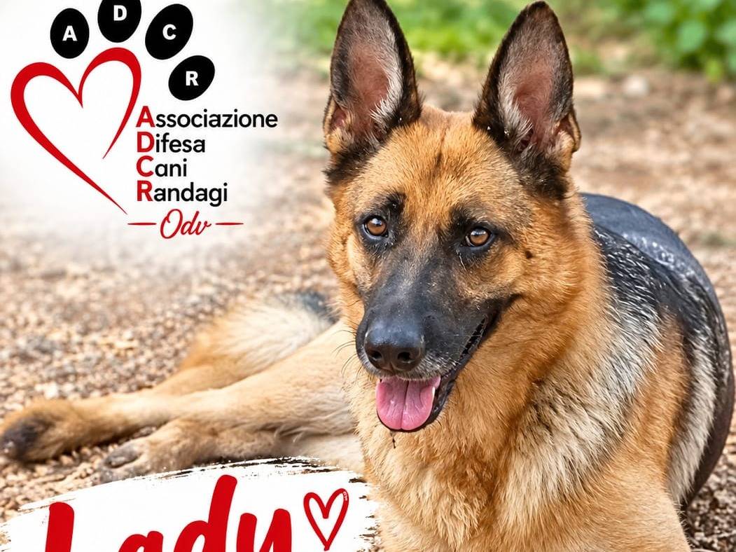 Adozione cane, femmina, Pastore tedesco Razza sconosciuta, 2 anni e 8 mesi, taglia grande, Taranto