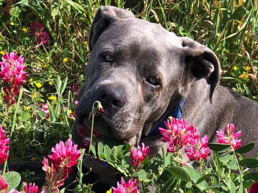 Adozione cane, femmina, Corso Razza sconosciuta, 2 anni e 4 mesi, taglia grande, Agrigento