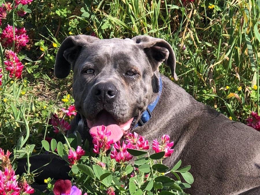 Adotta un cane, femmina, 2 anni e 4 mesi, Agrigento