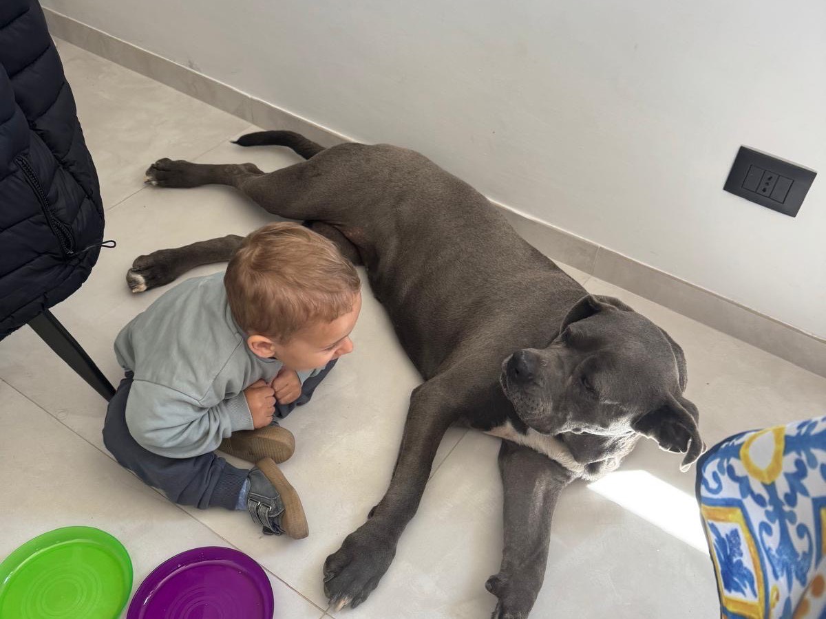 Adotta un cane, taglia grande, femmina, Agrigento