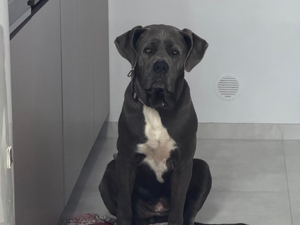 Vuoi adottare un cane a Agrigento?