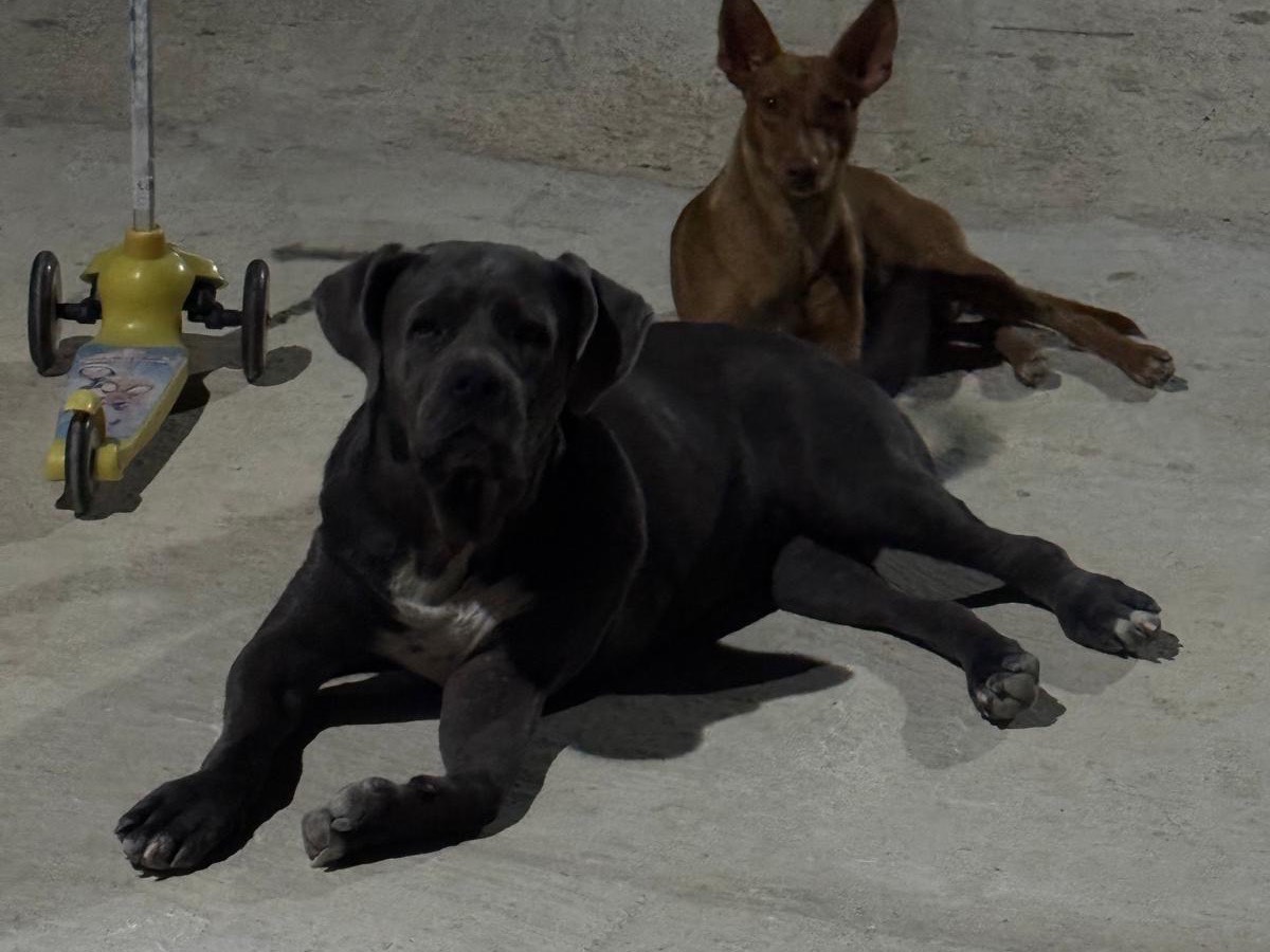 Adotta il cane Kubra  a Agrigento