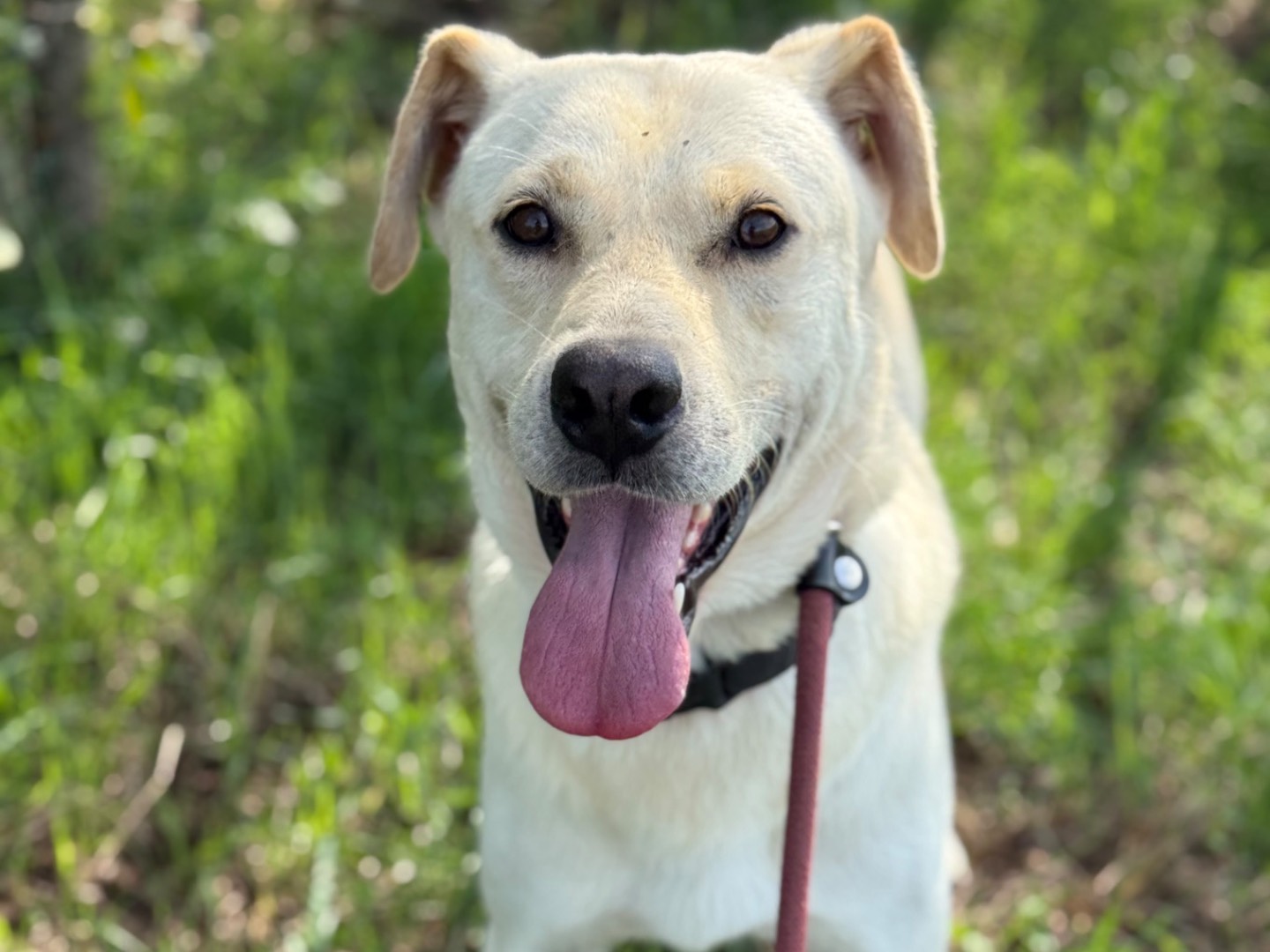 Adozione cane, maschio, Razza sconosciuta Razza sconosciuta, 3 anni, taglia grande, Milano