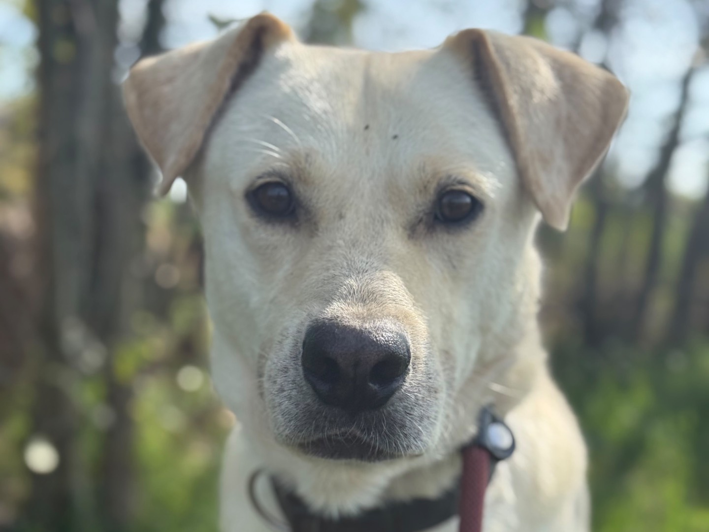 Adotta un cane, maschio, 3 anni, Milano