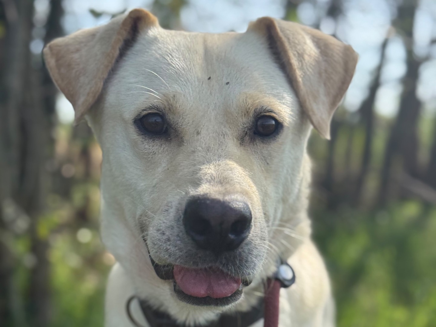 Adotta un cane, taglia grande, maschio, Milano