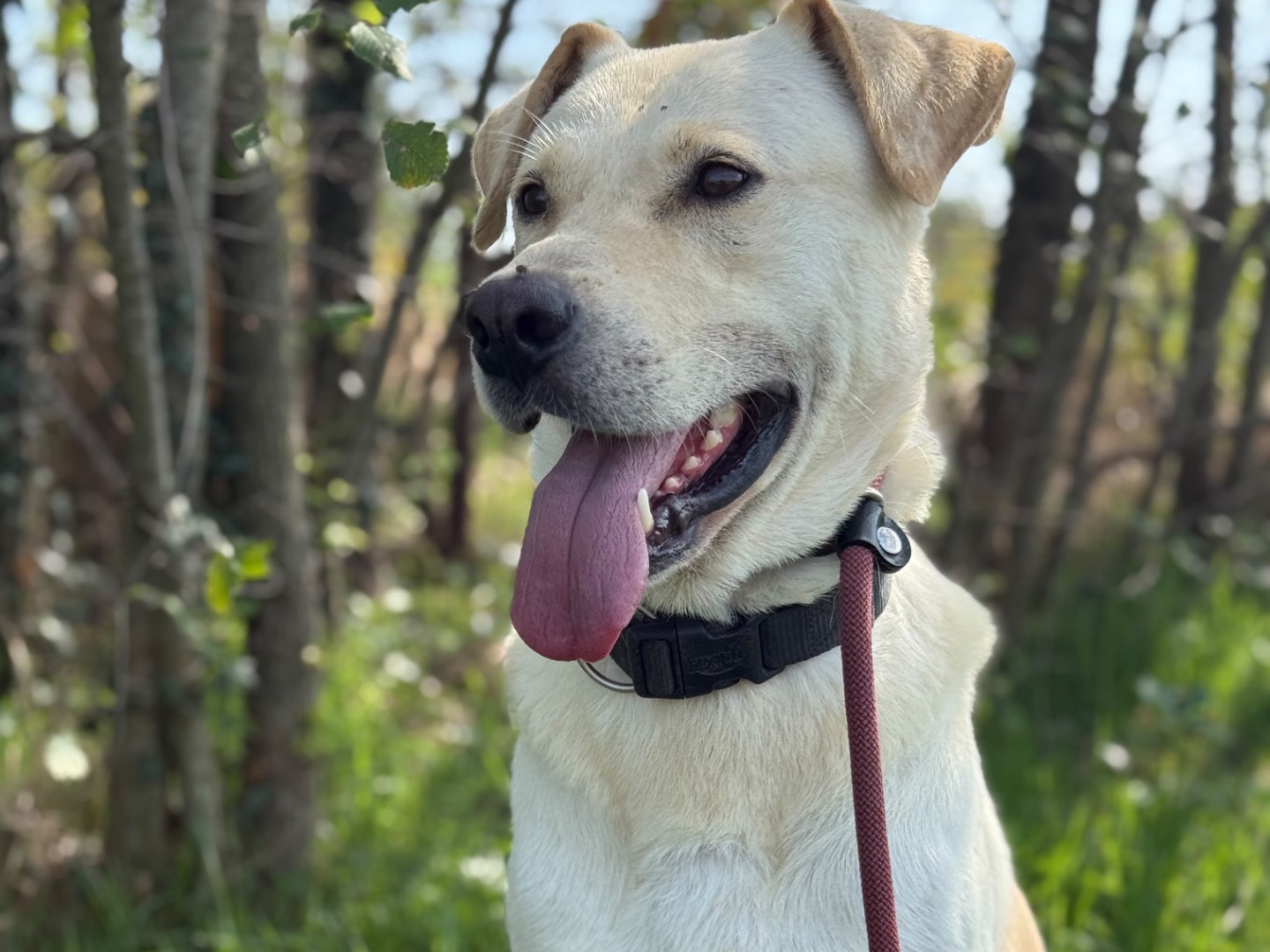 Vuoi adottare un cane a Milano?