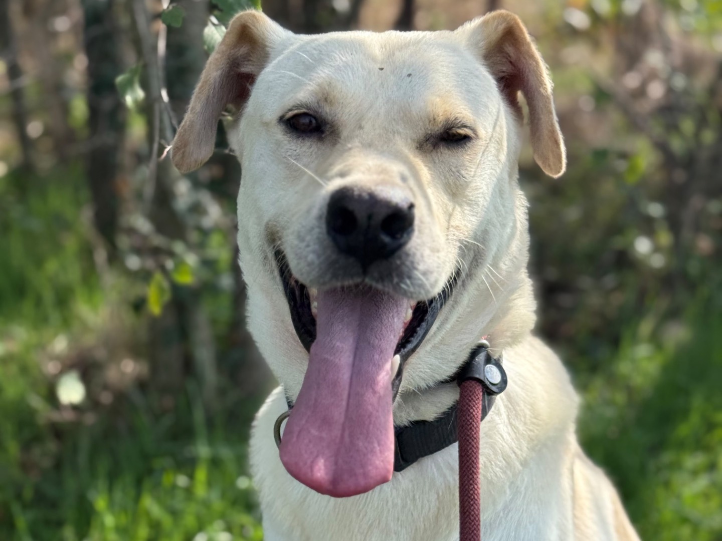 Adotta il cane Jerry  a Milano