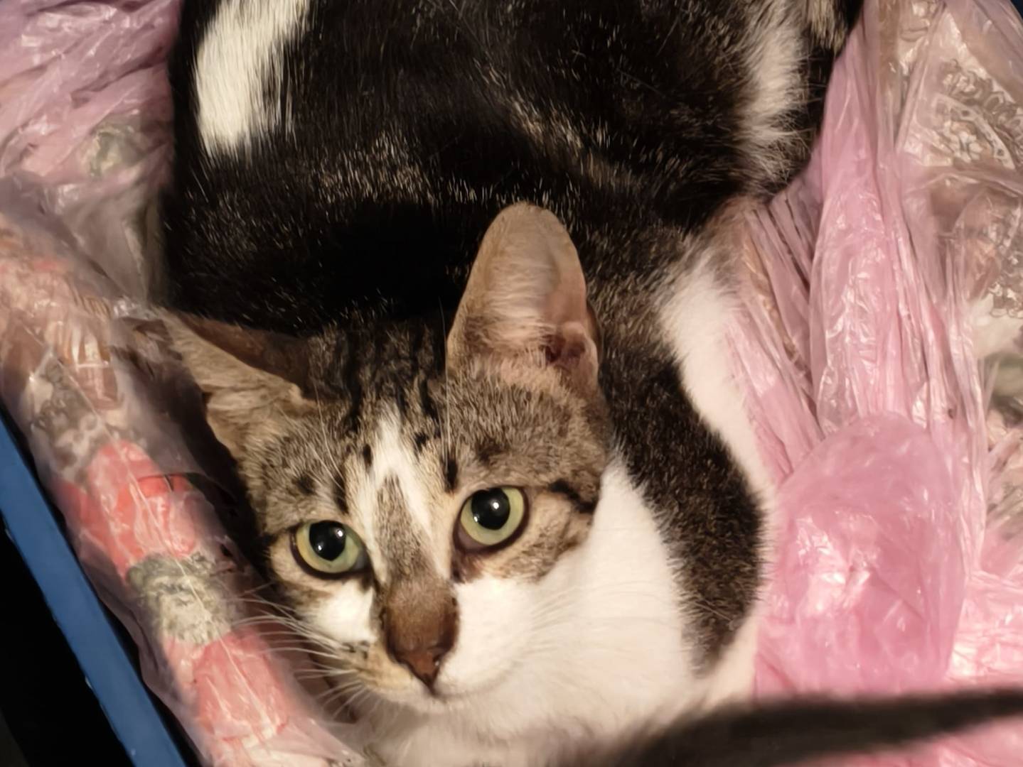 Adotta un gatto, femmina, 1 anno e 8 mesi, Reggio