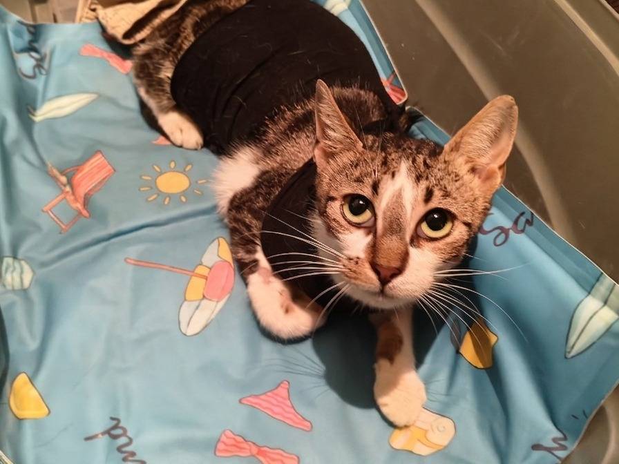 Adotta un gatto, taglia non valida, femmina, Reggio