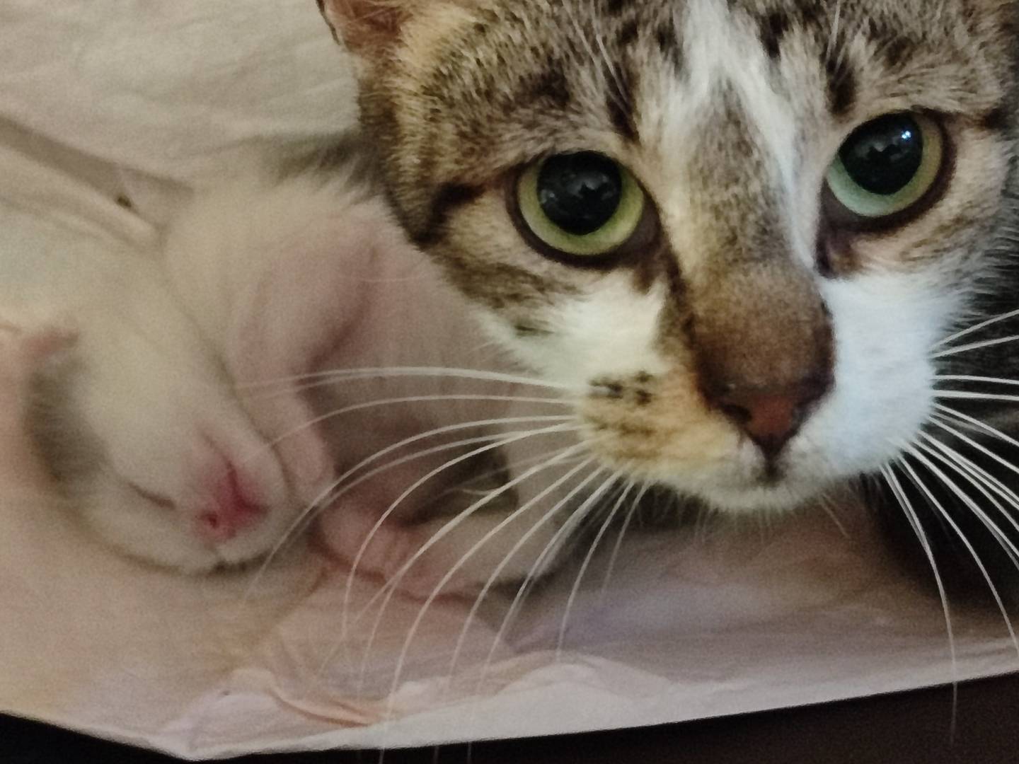 Adozione gatto, femmina, Razza sconosciuta Razza sconosciuta, 1 anno e 8 mesi, taglia non valida, Reggio