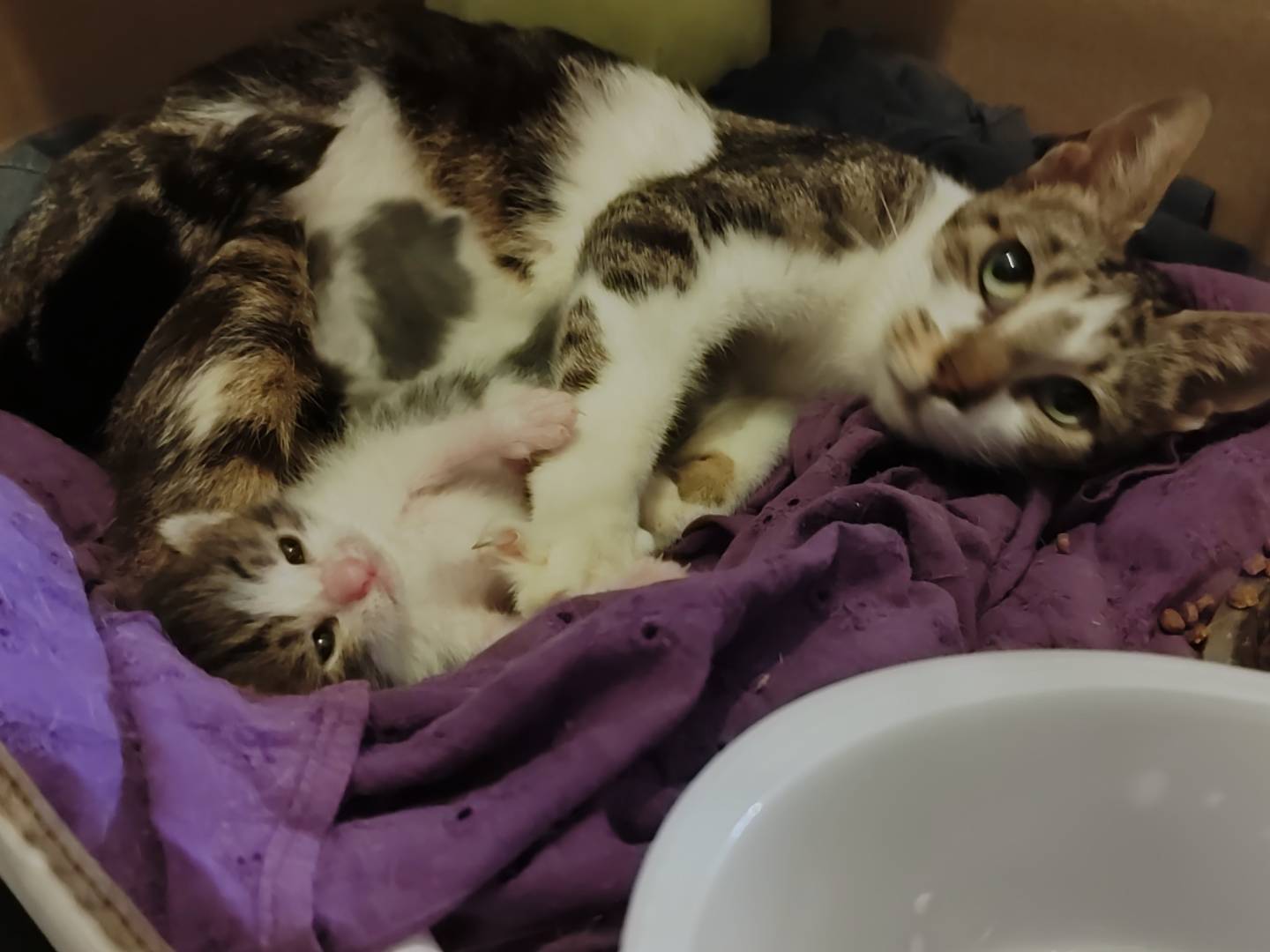 Vuoi adottare un gatto a Reggio?