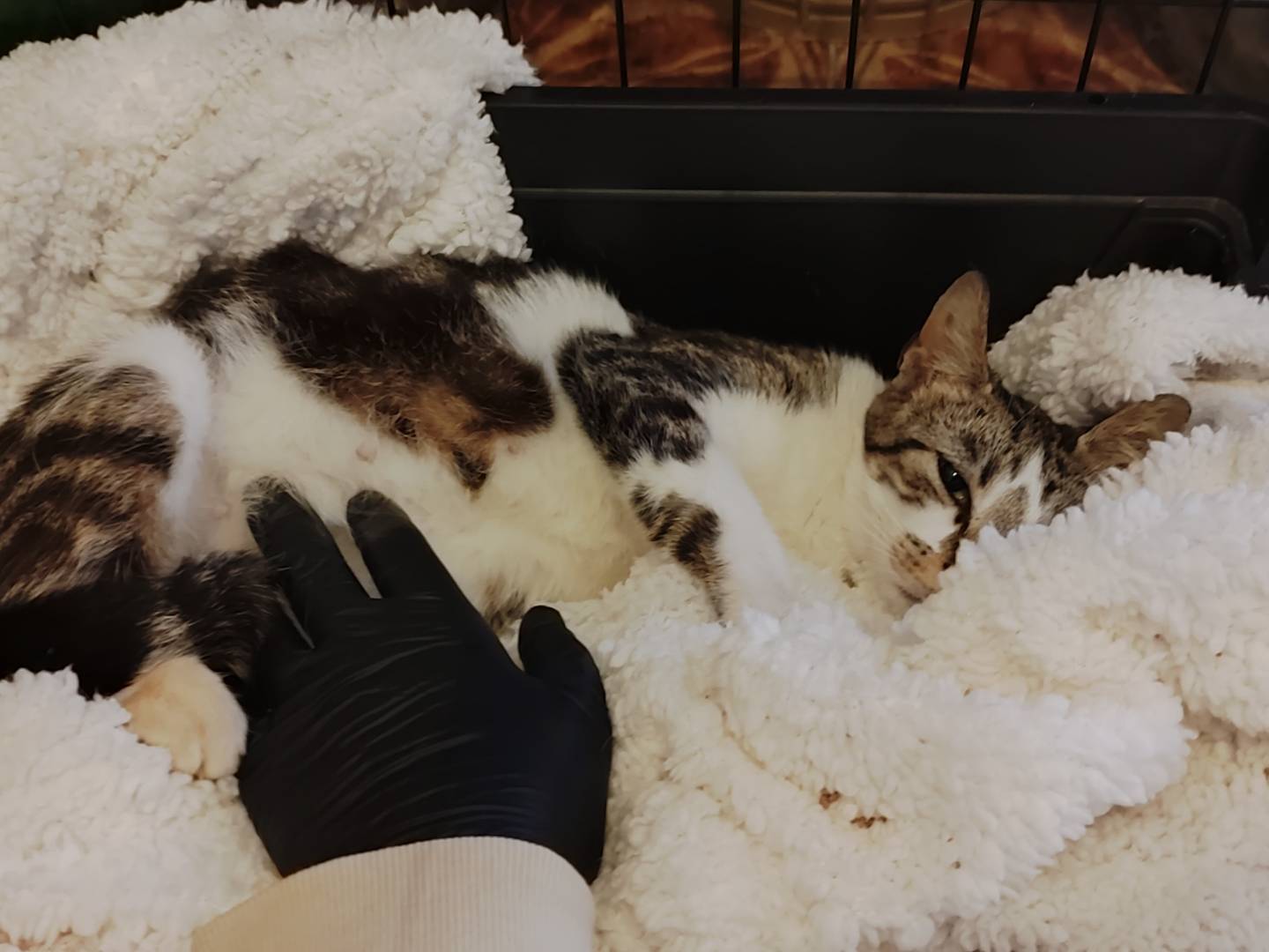 Adotta il gatto Cookie  a Reggio
