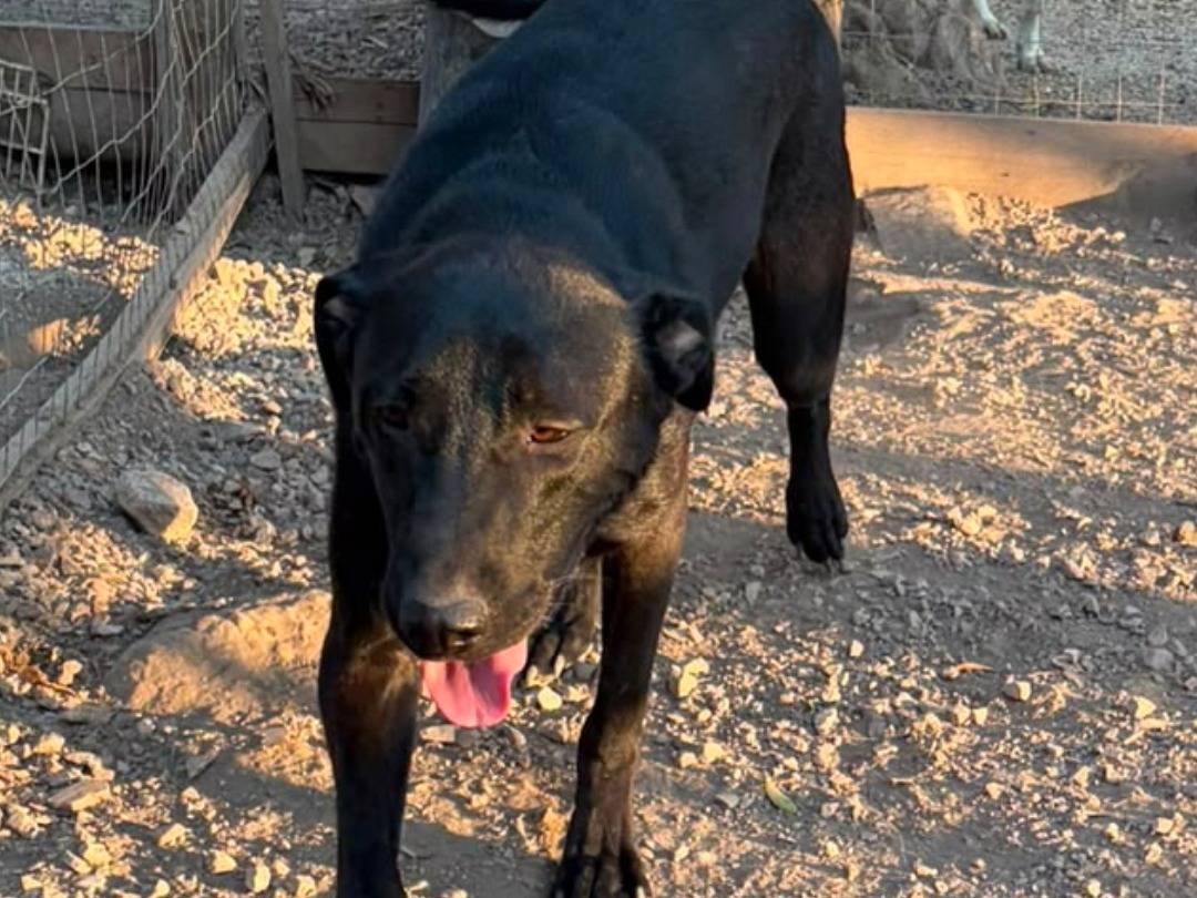 Adozione cane, maschio, Razza sconosciuta Razza sconosciuta, 1 anno e 10 mesi, taglia grande, Ragusa