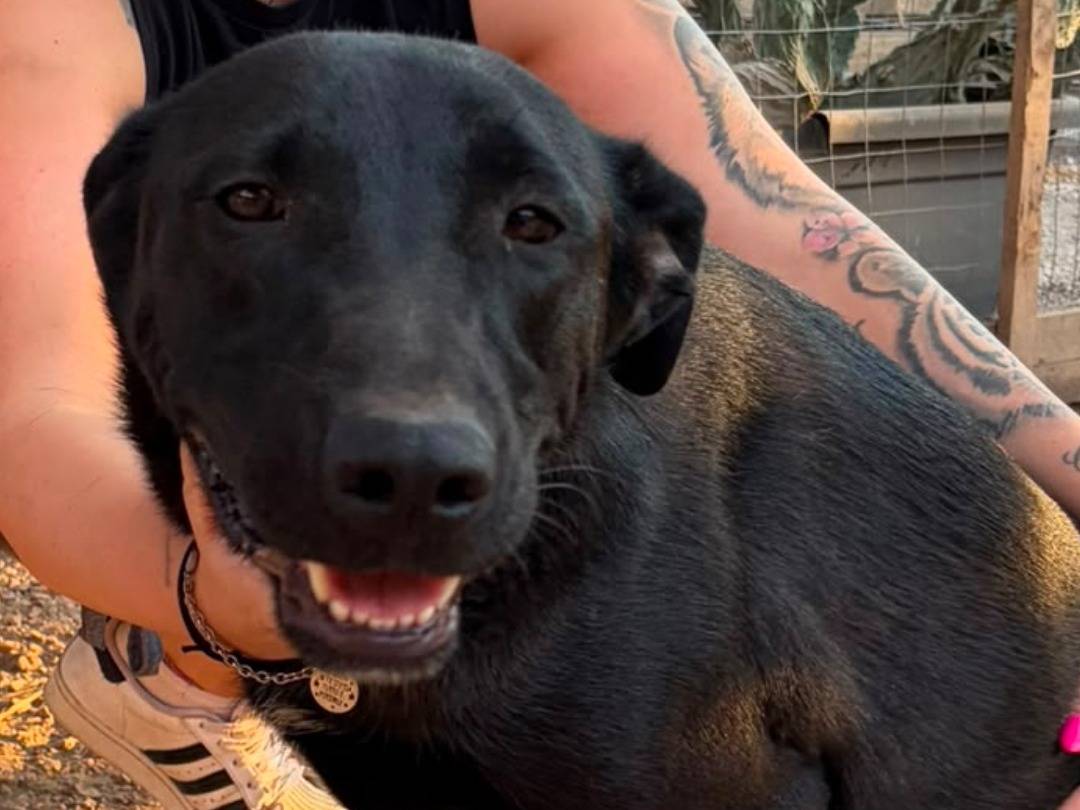 Adotta un cane, maschio, 1 anno e 10 mesi, Ragusa