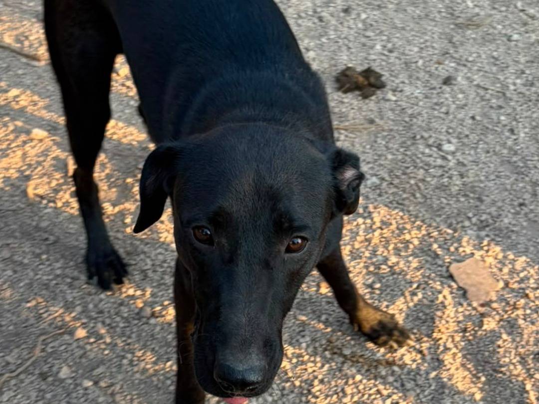 Adotta un cane, taglia grande, maschio, Ragusa