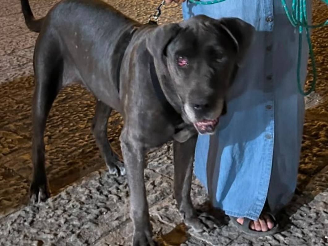 Adozione cane, femmina, Razza sconosciuta Razza sconosciuta, 6 anni e 5 mesi, taglia gigante, Ragusa