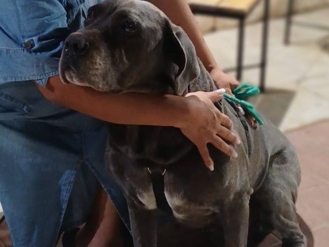 Adotta un cane, femmina, 6 anni e 5 mesi, Ragusa