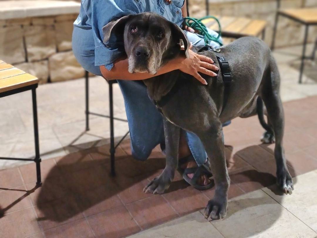 Adotta un cane, taglia gigante, femmina, Ragusa