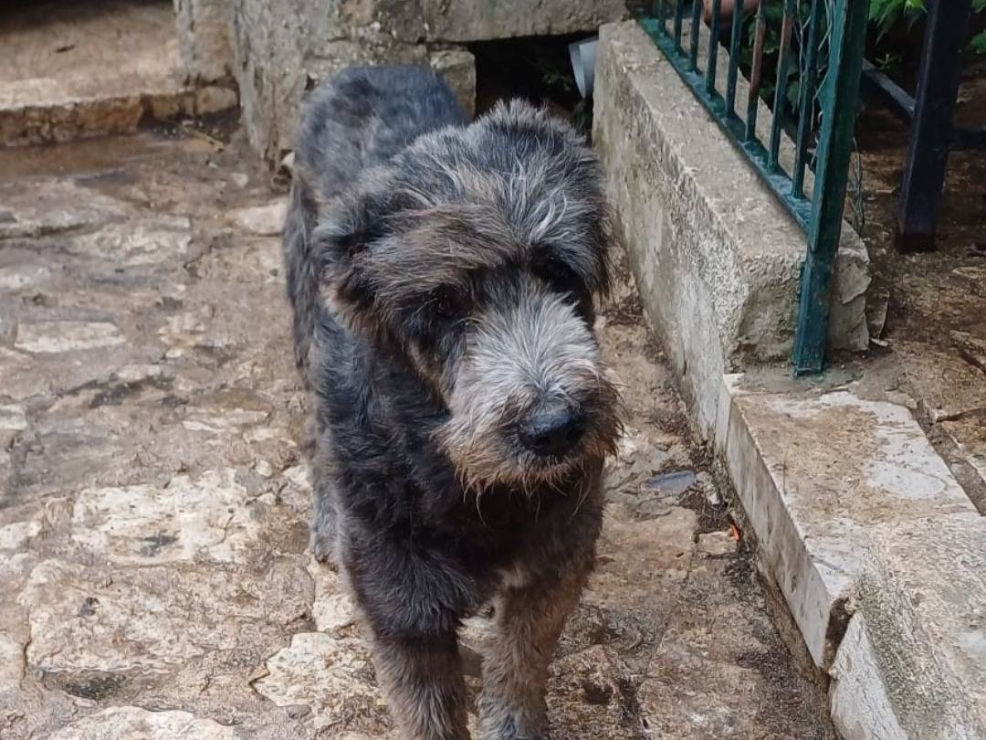 Adozione cane, maschio, Razza sconosciuta Razza sconosciuta, 7 anni e 4 mesi, taglia grande, Ragusa