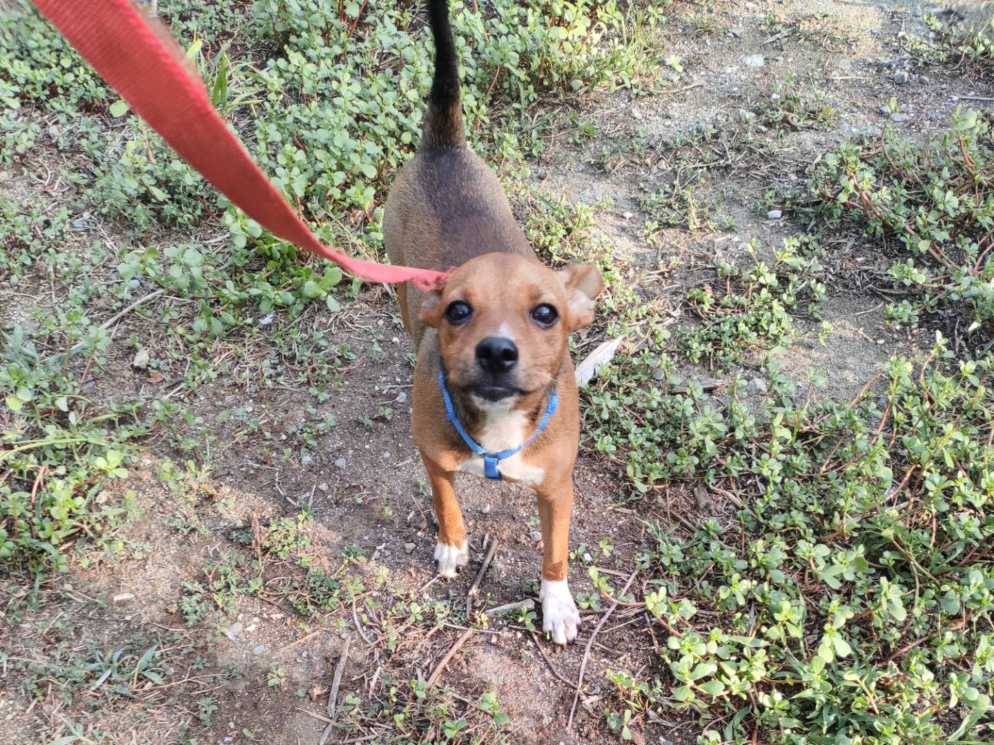 Vuoi adottare un cane a Catanzaro?