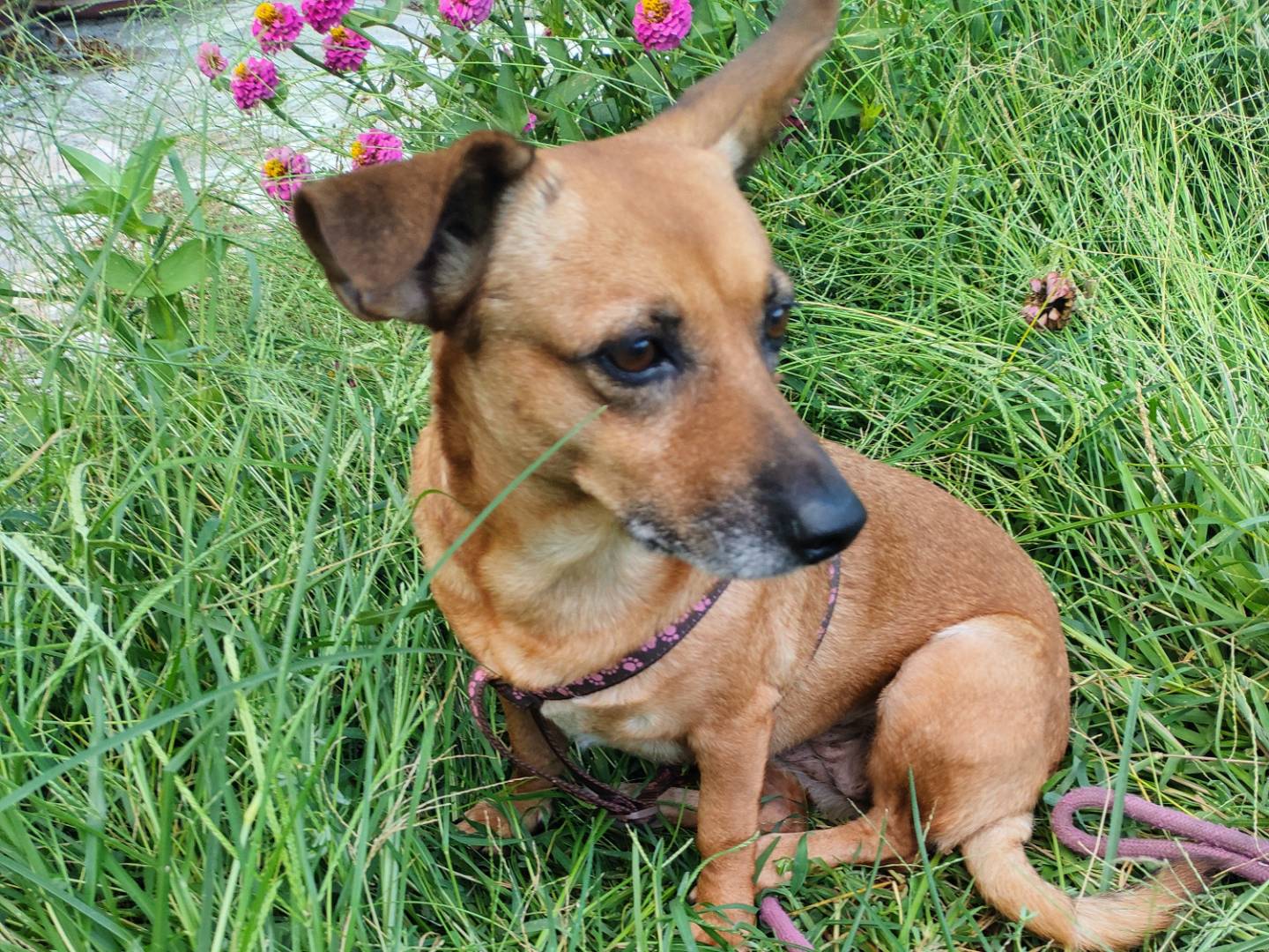 Adozione cane, femmina, Razza sconosciuta Razza sconosciuta, 6 anni, taglia media contenuta, Catanzaro