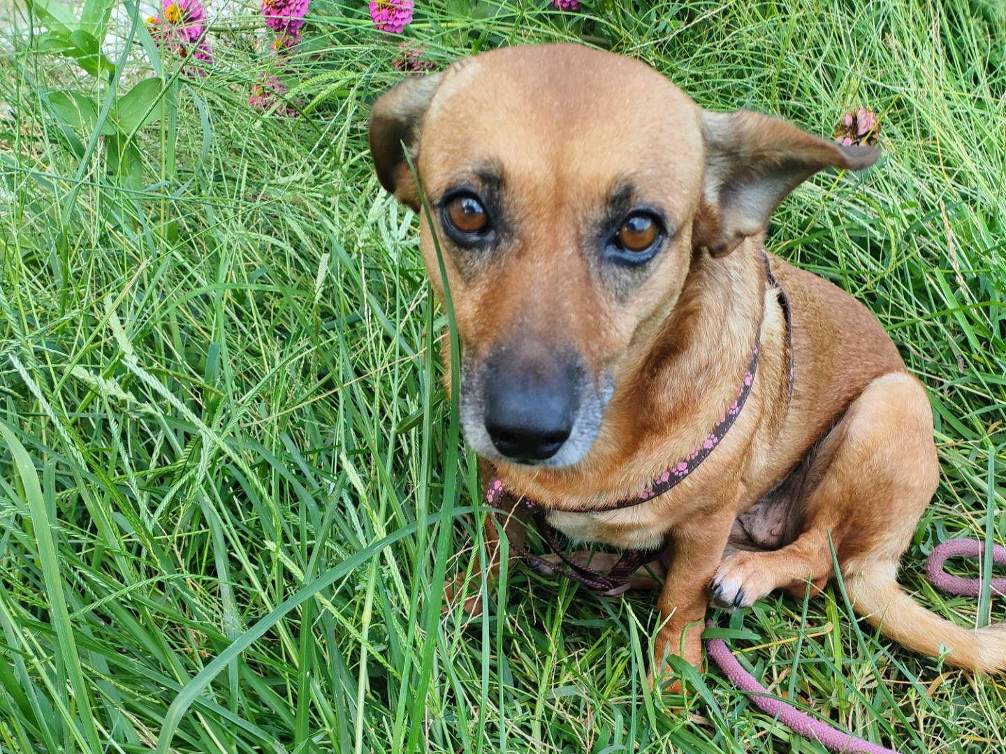 Adotta un cane, femmina, 6 anni, Catanzaro