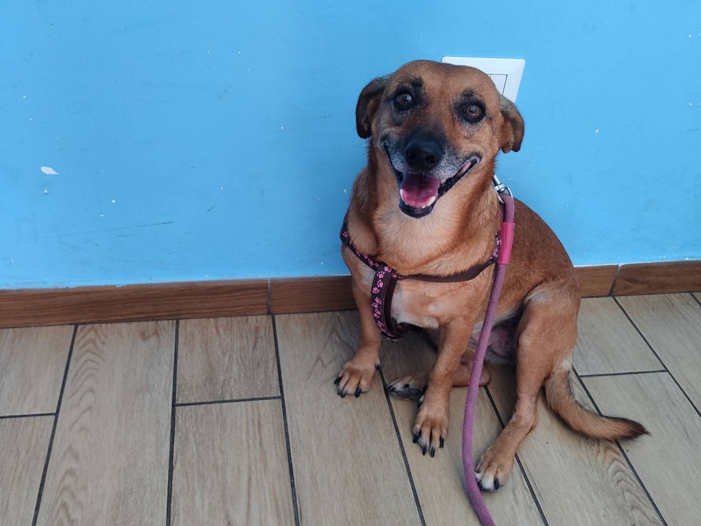 Adotta un cane, taglia media contenuta, femmina, Catanzaro