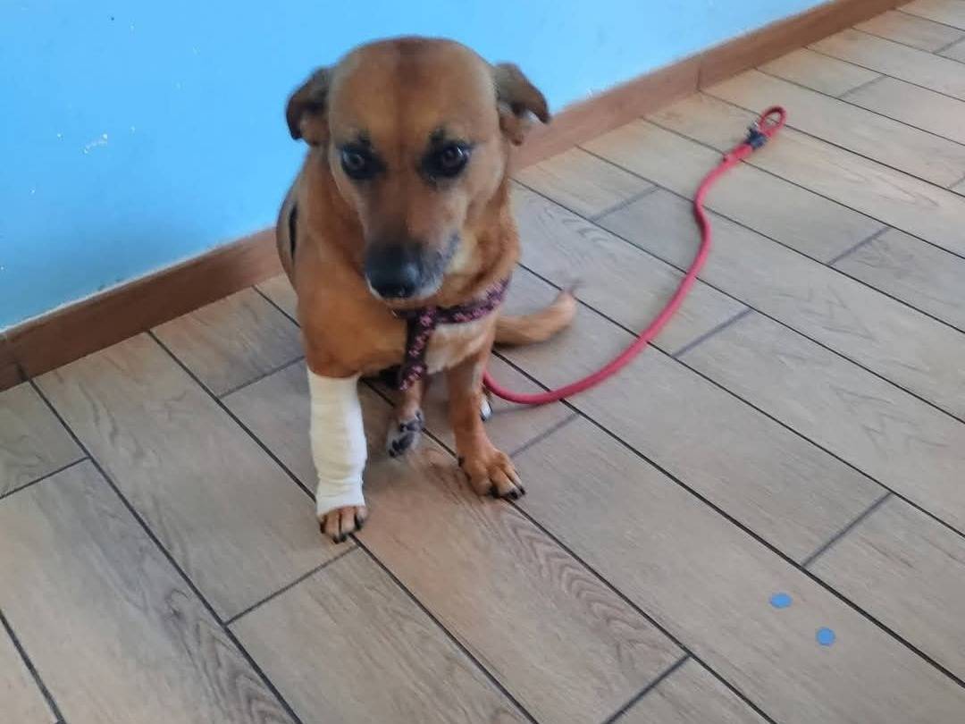 Vuoi adottare un cane a Catanzaro?