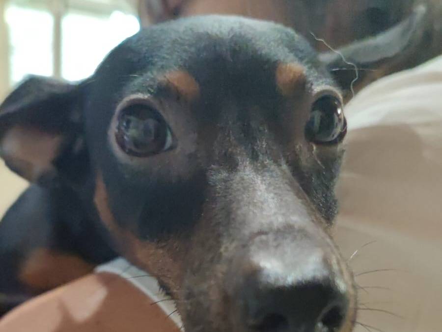 Vuoi adottare un cane a Catanzaro?