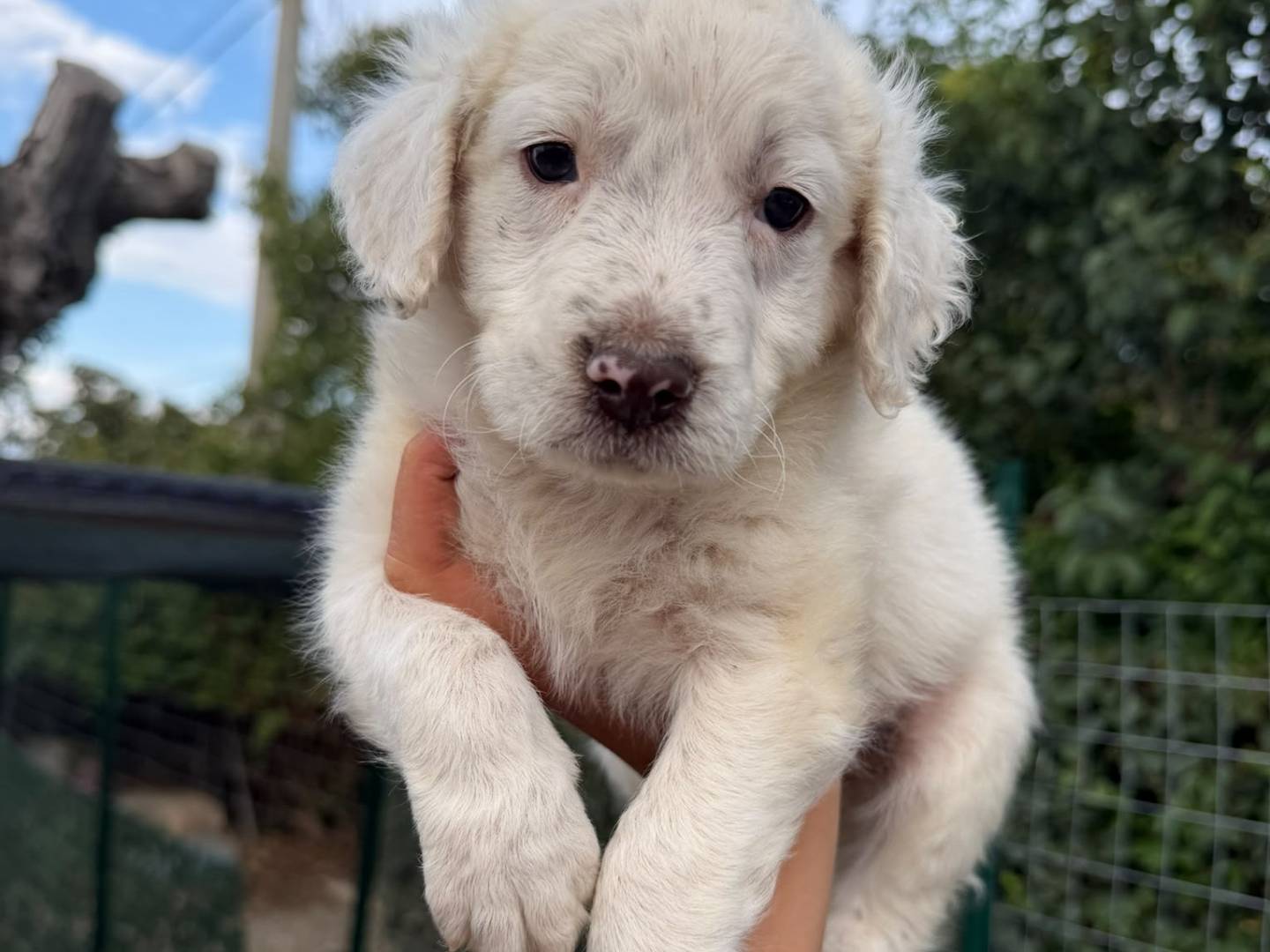 Adozione cane, femmina, Setter Inglese Razza sconosciuta, 1 mese, taglia piccola, Matera
