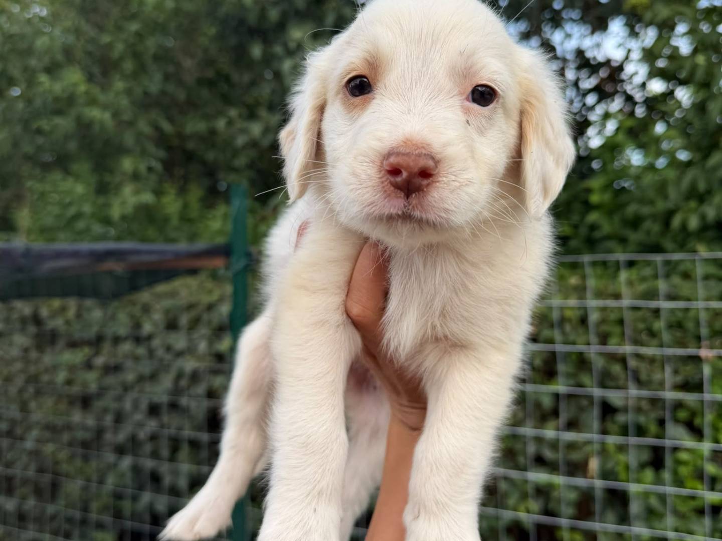 Adozione cane, maschio, Setter Inglese Razza sconosciuta, 1 mese, taglia piccola, Matera