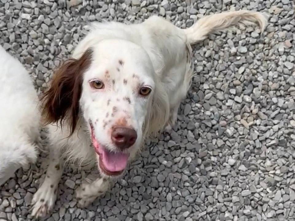 Adozione cane, femmina, Setter Inglese Razza sconosciuta, 1 anno e 10 mesi, taglia media contenuta, Matera