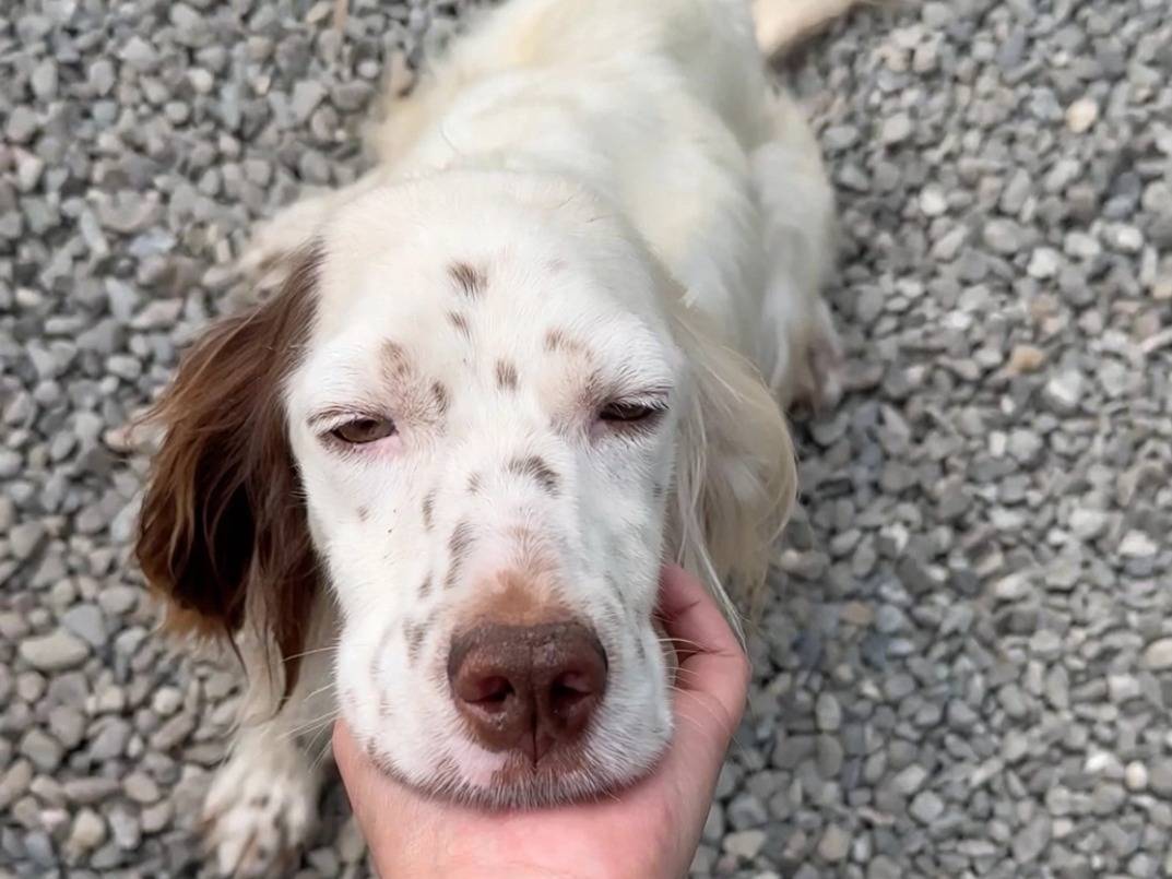 Adotta un cane, femmina, 1 anno e 10 mesi, Matera