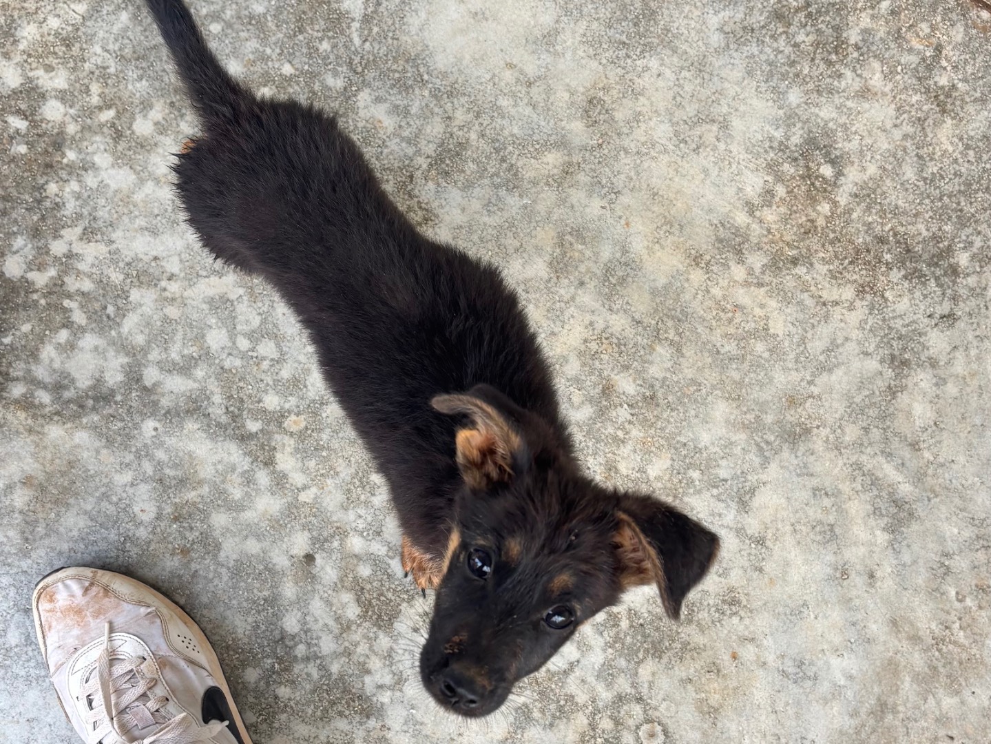 Adozione cane, maschio, Razza sconosciuta Razza sconosciuta, 3 mesi, taglia media contenuta, Taranto