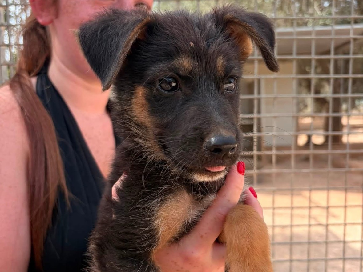 Adotta un cane, maschio, 3 mesi, Taranto