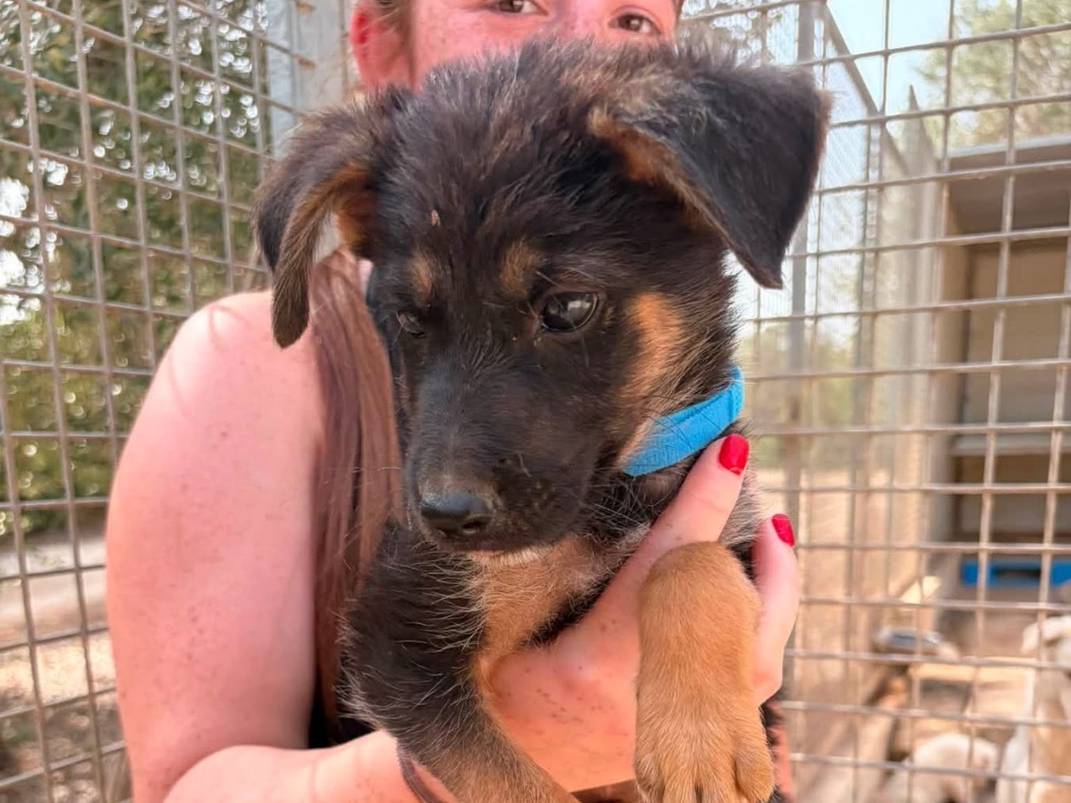 Adotta un cane, taglia media contenuta, maschio, Taranto