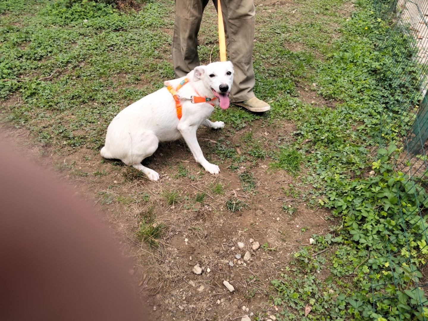 Adozione cane, femmina, Razza sconosciuta Razza sconosciuta, 2 anni e 5 mesi, taglia media contenuta, Torino