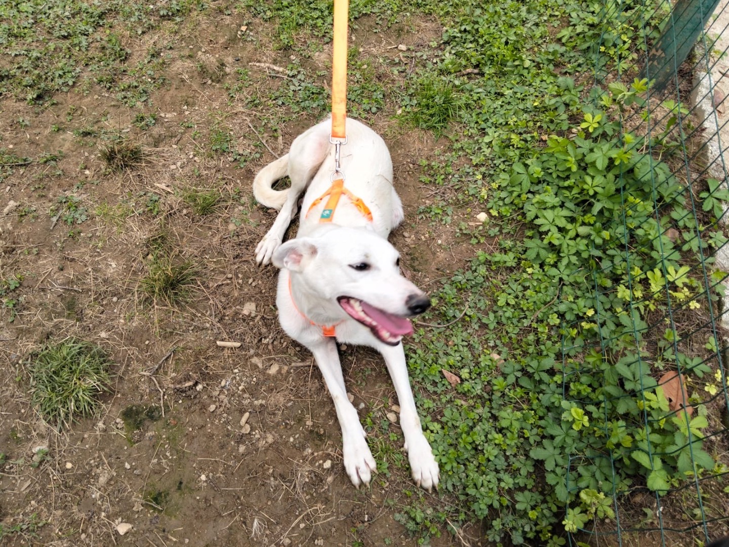 Adotta un cane, femmina, 2 anni e 5 mesi, Torino