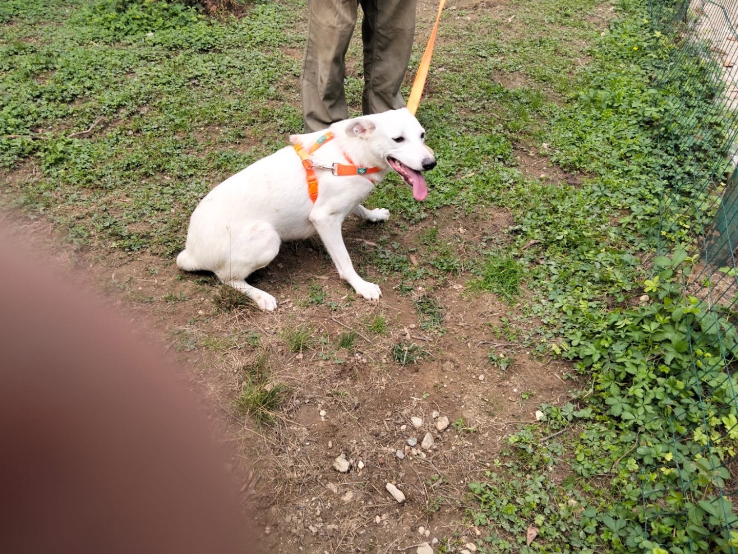 Adotta un cane, taglia media contenuta, femmina, Torino