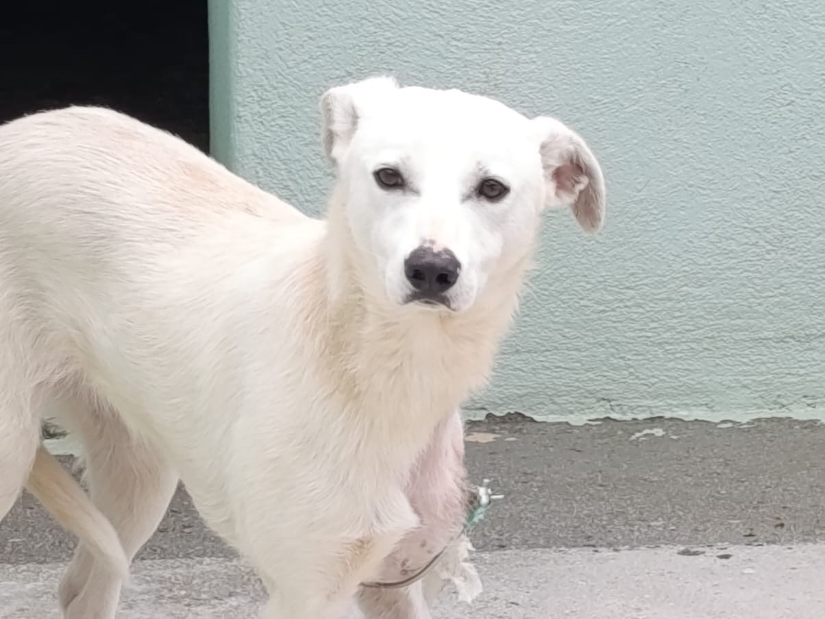 Vuoi adottare un cane a Torino?