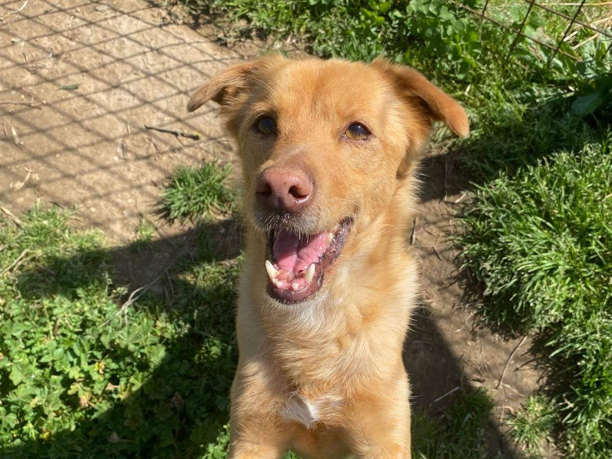 Adozione cane, maschio, Razza sconosciuta Razza sconosciuta, 7 anni e 8 mesi, taglia media contenuta, Roma