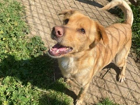 Adotta un cane, maschio, 7 anni e 8 mesi, Roma