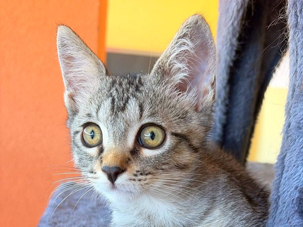 Adozione gatto, maschio, Razza sconosciuta Razza sconosciuta, 2 mesi, taglia non valida, Cremona