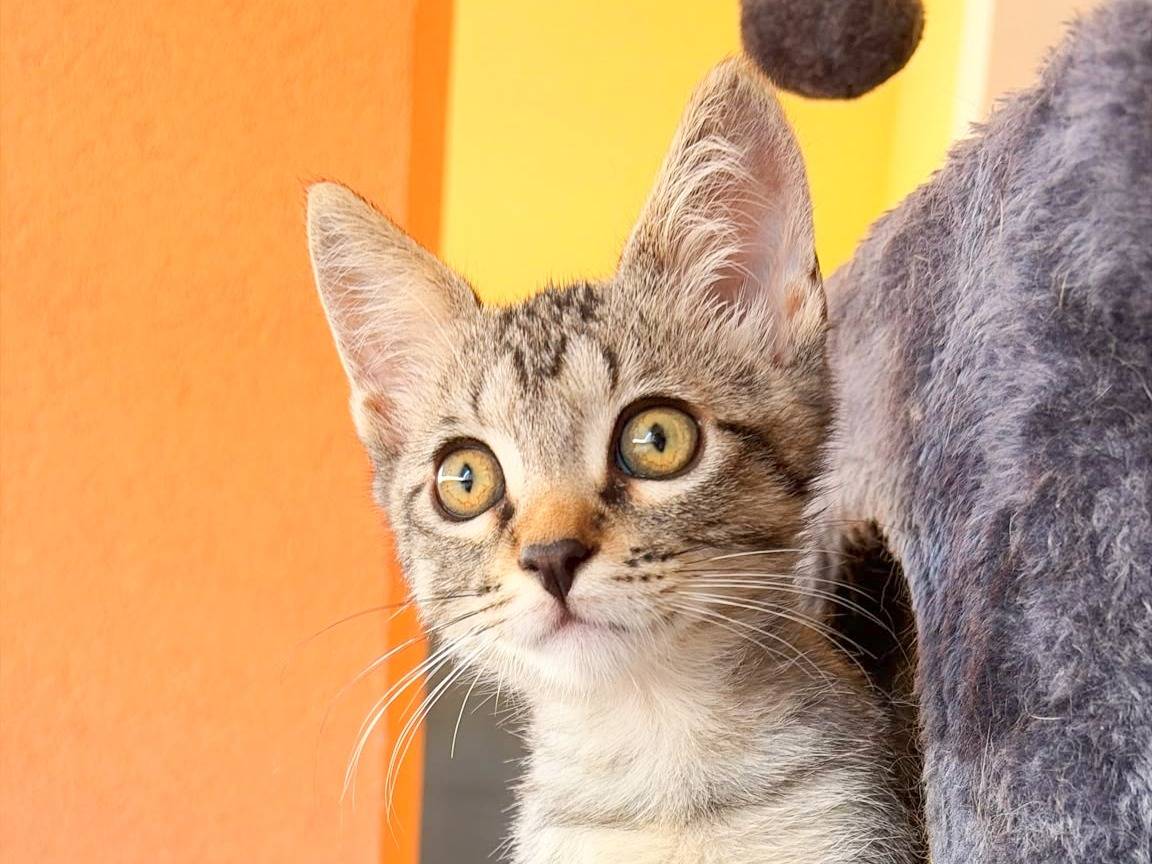 Adotta un gatto, maschio, 2 mesi, Cremona