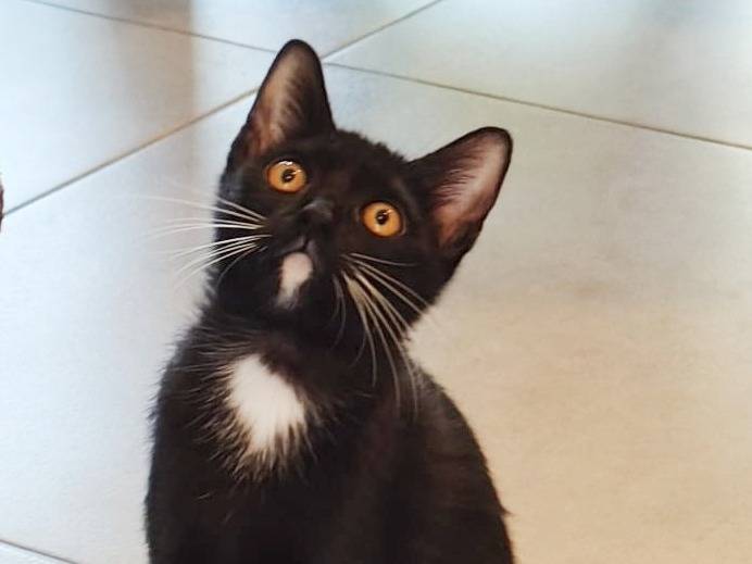 Adozione gatto, femmina, Razza sconosciuta Razza sconosciuta, 4 mesi, taglia non valida, Cremona