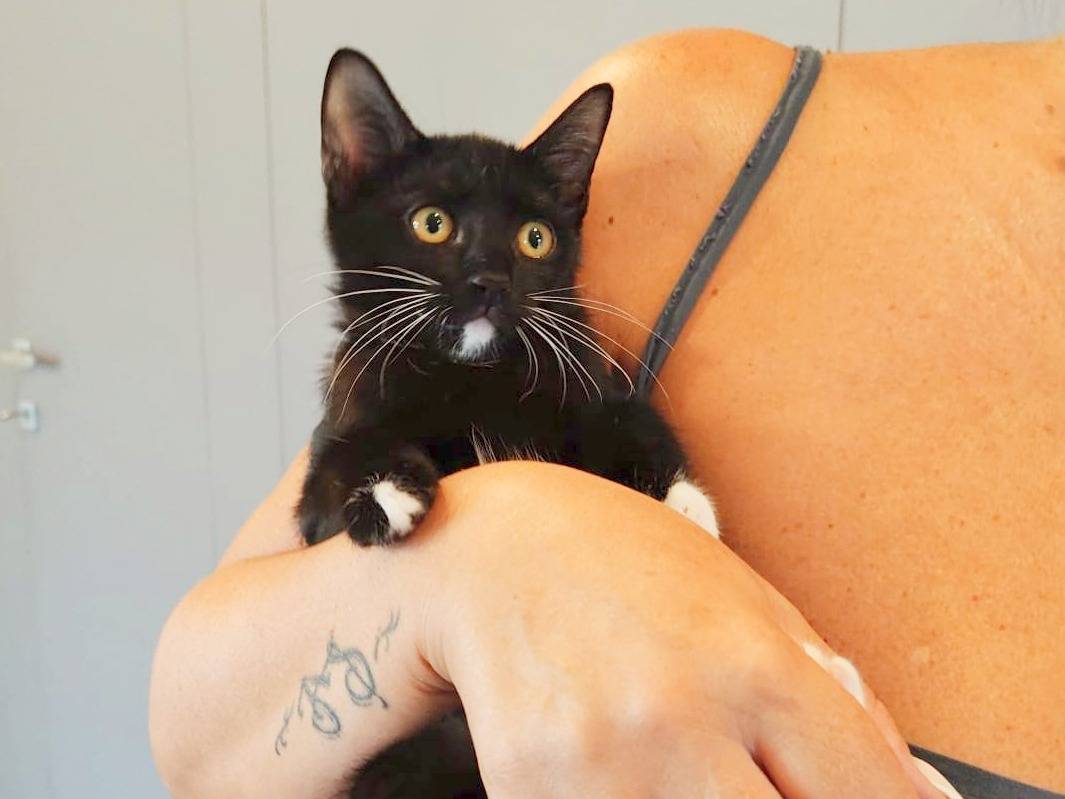 Adotta un gatto, femmina, 4 mesi, Cremona