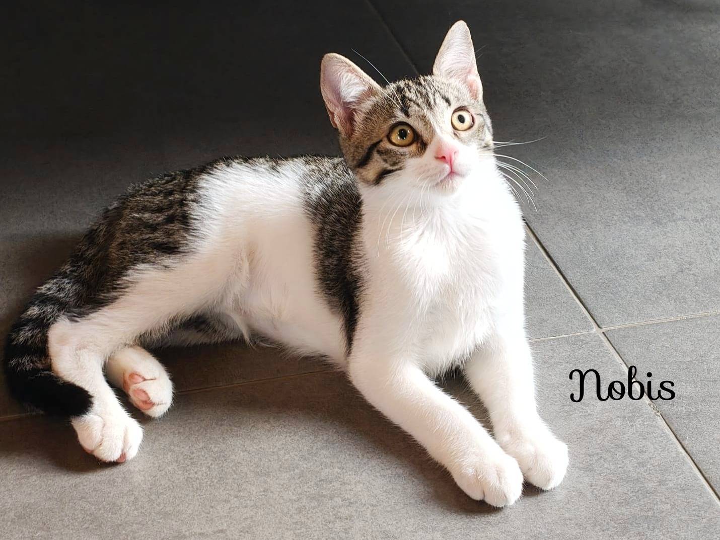 Adozione gatto, maschio, Razza sconosciuta Razza sconosciuta, 4 mesi, taglia non valida, Cremona