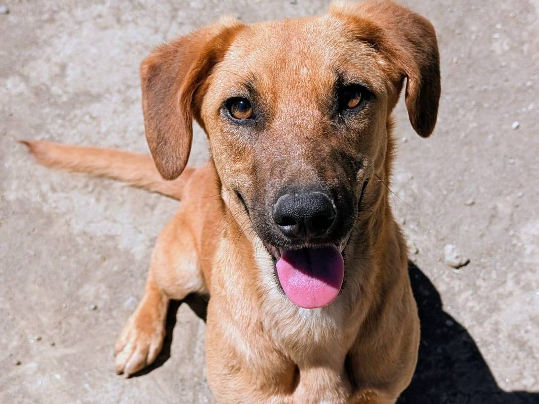 Adozione cane, femmina, Razza sconosciuta Razza sconosciuta, 1 anno e 6 mesi, taglia media contenuta, Roma