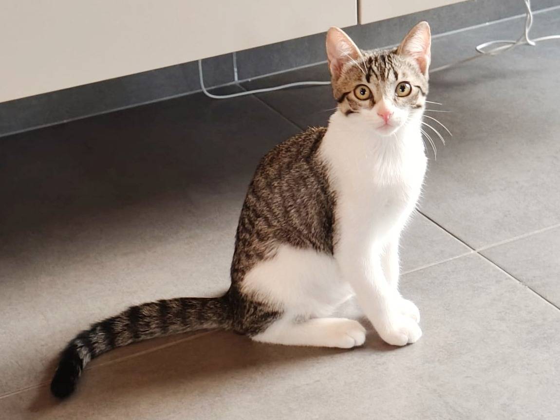 Adotta un gatto, maschio, 4 mesi, Cremona